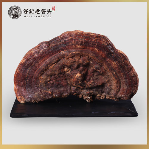 老谷头生灵芝户外生长无柄赤芝赤灵芝红芝林芝元精芝灵芝片 - 图0