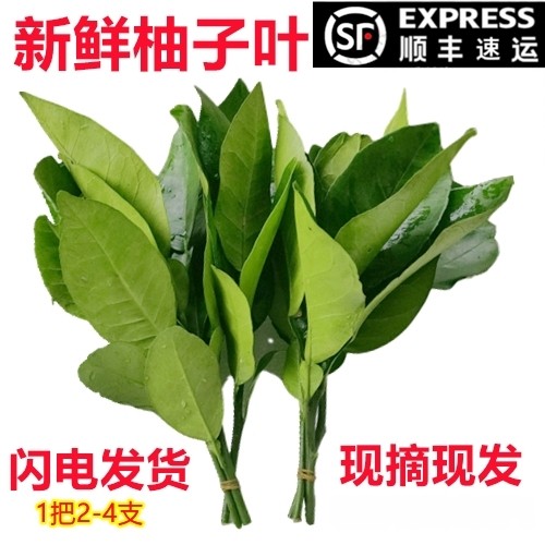 新鲜柚子叶现摘过年洗澡柚子叶去尘纳福转好运去晦气专用柚子叶,淘宝优惠券,粉丝福利购,淘宝优惠卷