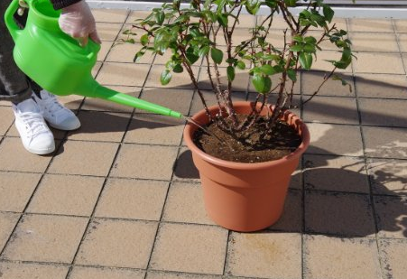 蝴蝶兰玫瑰月季液肥爆花液体水肥高磷促花增色营养液 日本产住友,淘宝优惠券,粉丝福利购,淘宝优惠卷