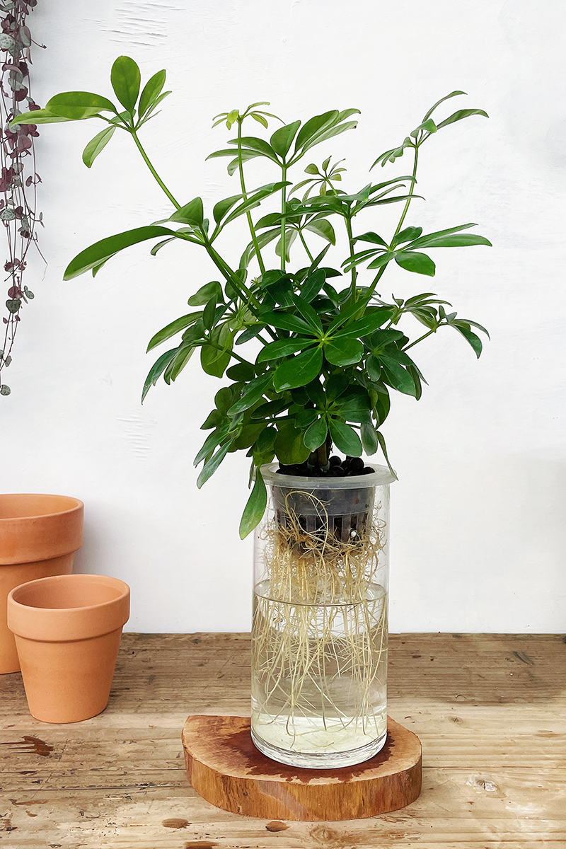 定植篮水培植物固根器皿玻璃瓶陶粒圆形无土栽培塑料加深大号小口,淘宝优惠券,粉丝福利购,淘宝优惠卷