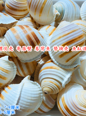琴螺大海螺鱼缸水族箱装饰品贝壳
