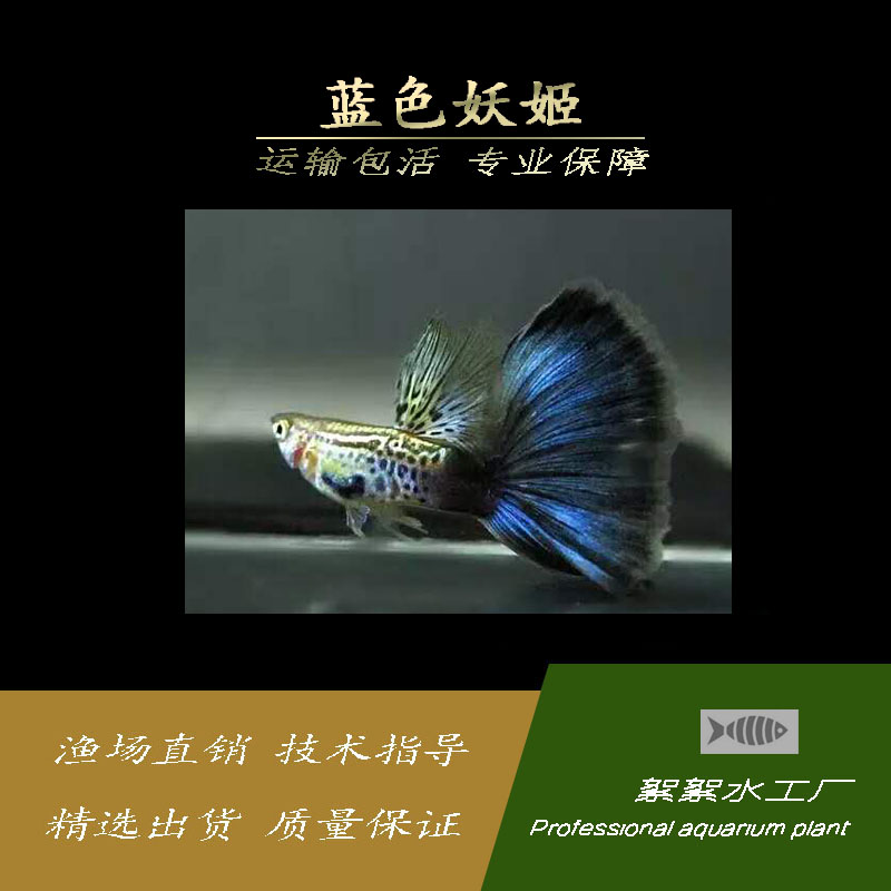 孔雀鱼活体蓝色妖姬公母一对纯种淡水小型热带观赏胎生凤尾鱼免邮-图0