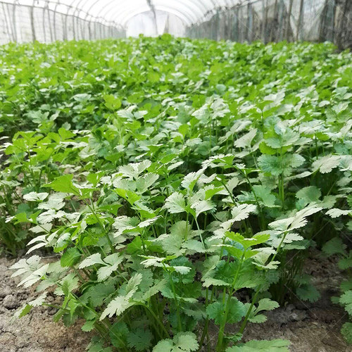 香菜种籽老品种 香菜种子 四季 大叶小叶香菜籽种 山东 芫荽种籽 - 图2