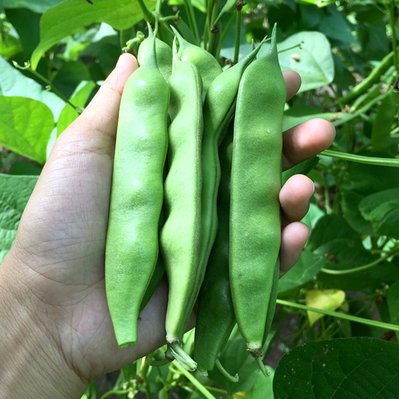 东北油豆角种籽豆角种子四季特大高产春秋架豆种籽油豆种子-图2