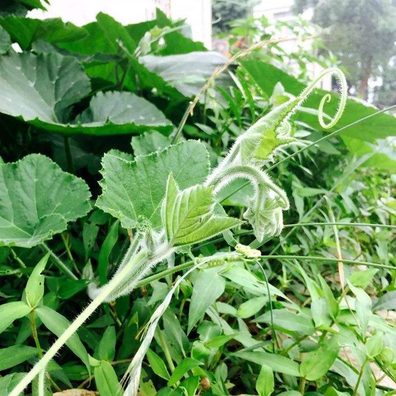 南瓜尖叶种籽食用吃南瓜藤茎叶蔓苗种子四季阳台盆栽蔬菜种籽孑子