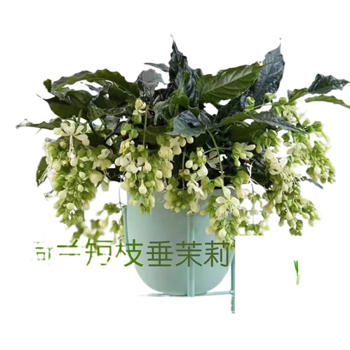 荷兰短枝垂茉莉荷兰进口网红花卉 白玉 垂枝垂丝垂吊阳台室内 - 图3
