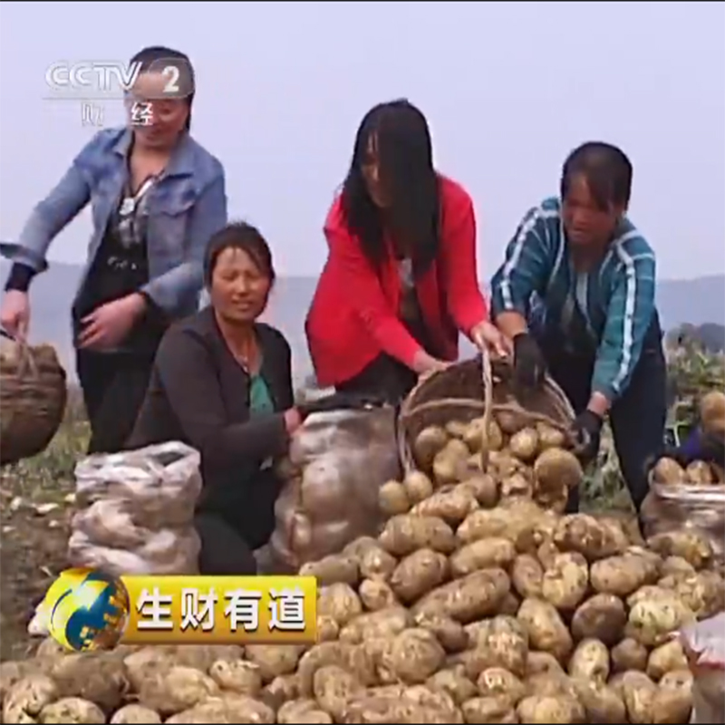 今年岚县农家蔬菜现挖沙面糯黄心马铃薯大土豆面洋芋净重9斤以上-图0