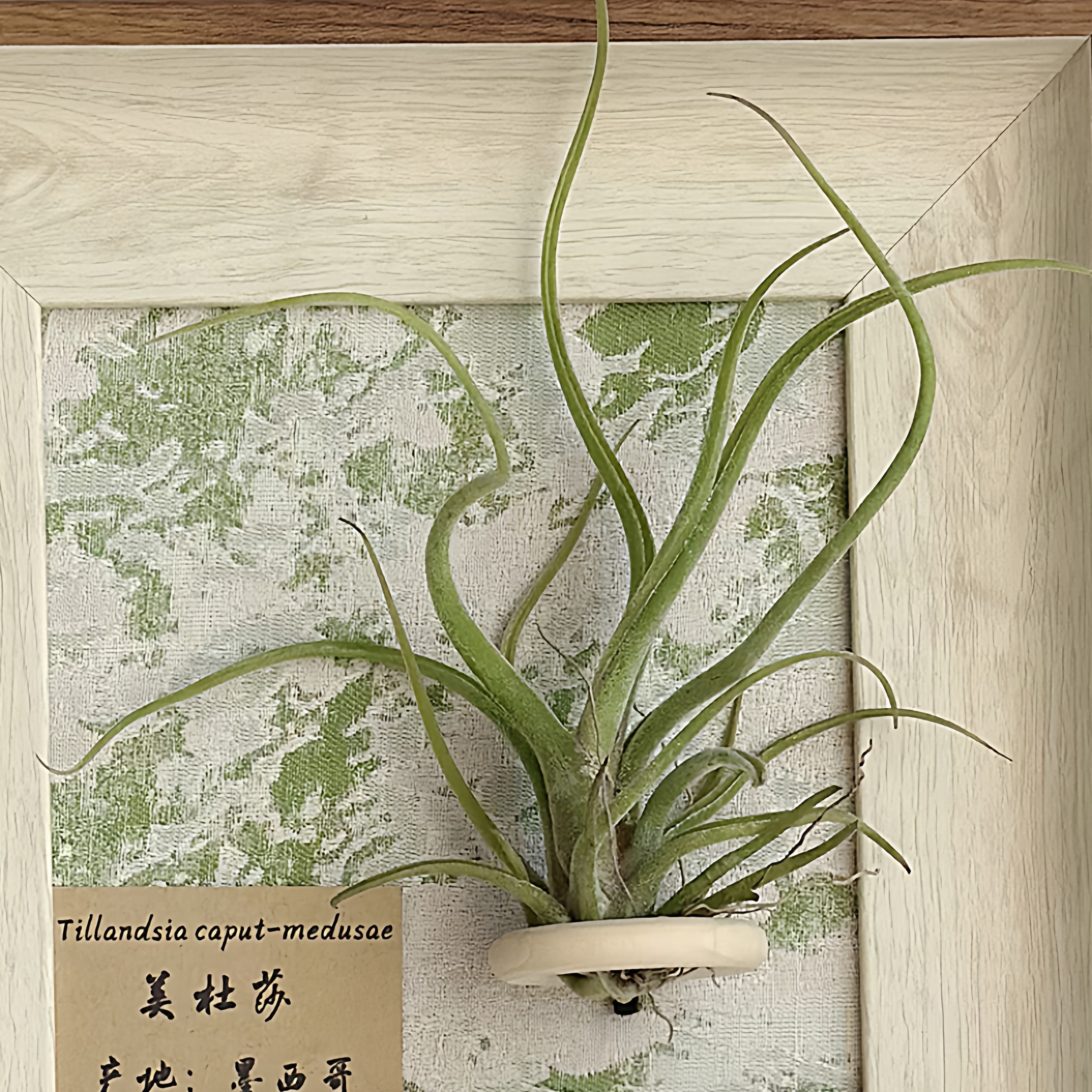 小凤仙儿 空气凤梨补给站 两个包邮,淘宝优惠券,粉丝福利购,淘宝优惠卷