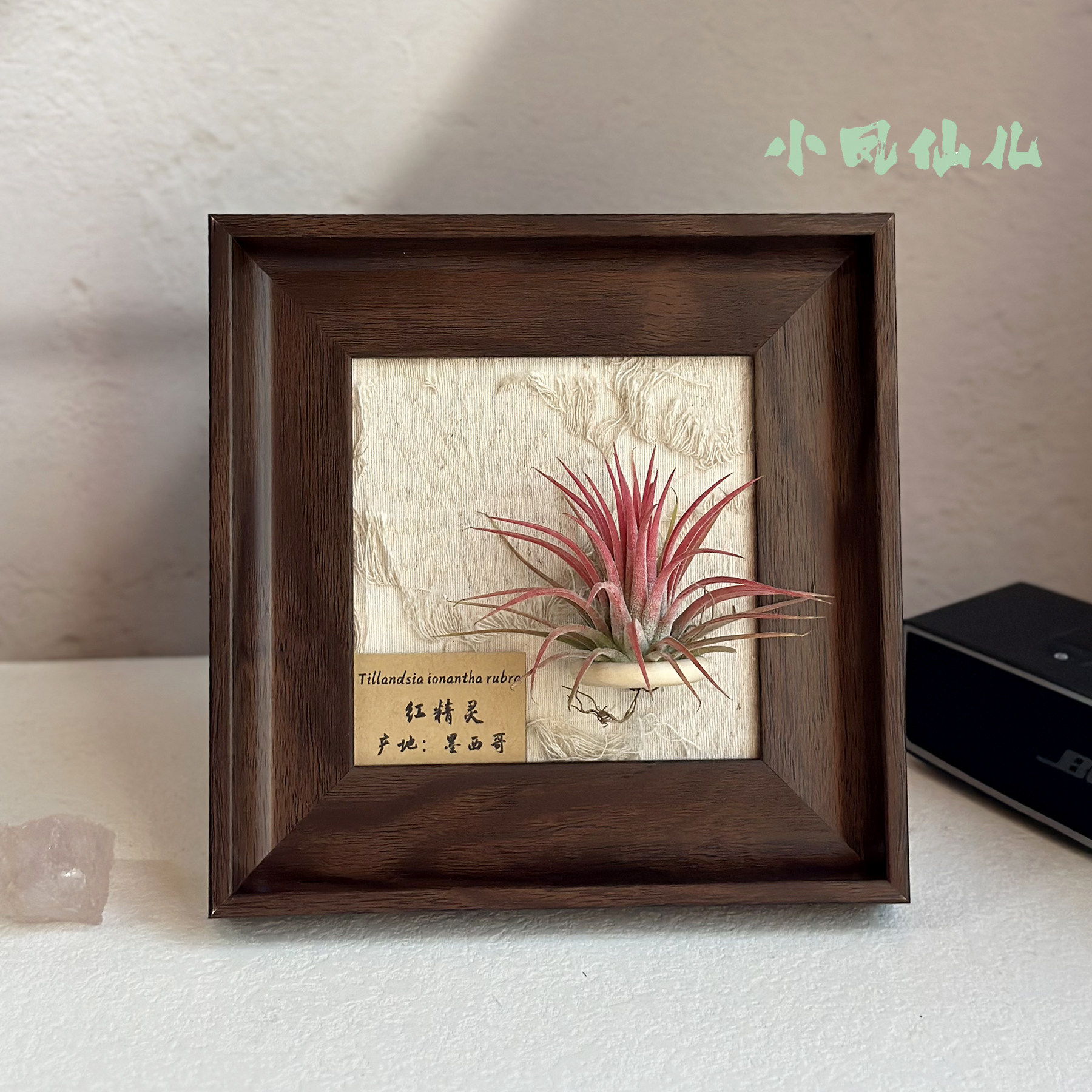 小凤仙儿空气凤梨套餐懒人现代装饰画框桌面墙上深棕色相框5寸,淘宝优惠券,粉丝福利购,淘宝优惠卷