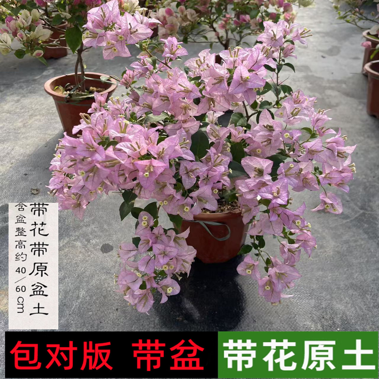 阿达纳三角梅带花苞发盆栽绿樱爬藤重瓣老桩四季开花庭院植物勤花,淘宝优惠券,粉丝福利购,淘宝优惠卷