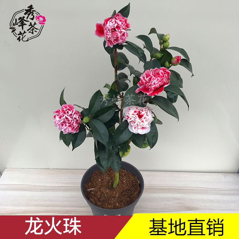 龙火珠茶花盆栽带花苞室内观花植物庭院阳台名贵四季开花茶花树苗-图0