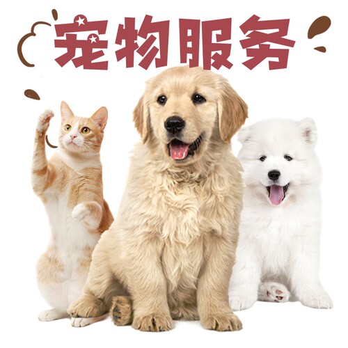 北京宠物上门喂猫遛狗猫咪洗澡剃毛家庭寄养托管驱虫陪护剪指甲 - 图3