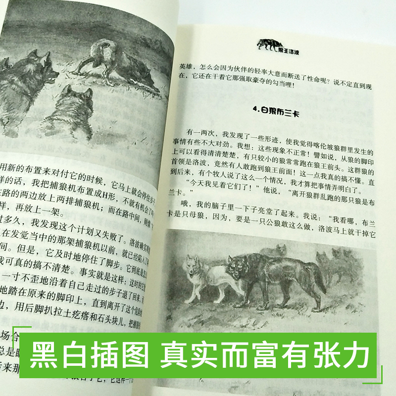 正版包邮西顿野生动物故事集全套6册狼王洛波/西顿动物小说全集 中小学生年级课外阅读书籍