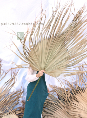 棕榈树叶蒲葵叶扇形背景北欧婚庆会展布景葵扇叶商场场景手工编织