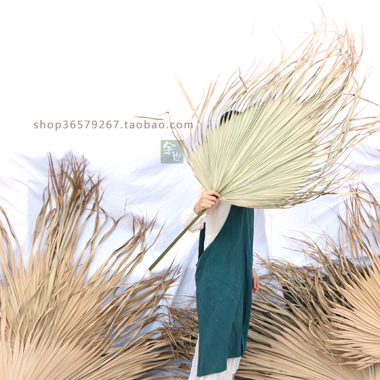 新鲜棕榈树叶蒲葵叶扇形背景北欧婚庆会展布景葵扇叶商场场景拱门 - 图1