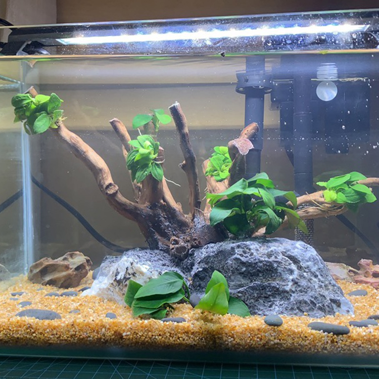 鱼缸造景装饰石头底沙水草缸白沙黑金水晶黑铁胆细 鱼缸造景装饰石头底沙水草缸白沙黑金水晶黑铁胆细