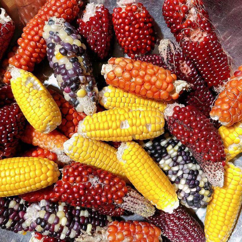 迷你小玉米磨牙棒仓鼠花枝鼠兔子熊磨牙零食用品金丝熊粮食营养,淘宝优惠券,粉丝福利购,淘宝优惠卷