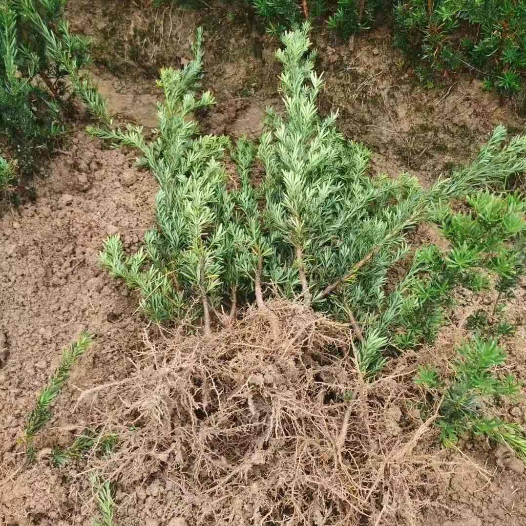 罗汉松树苗南通雀舌小米叶黑珍珠盆景素材小苗四季常青室内种植-图2