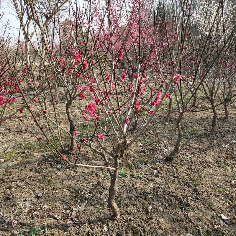 定制朱砂梅花树苗红须庭院种植矮化低分叉盆栽苗圃繁殖带土球发货-图2