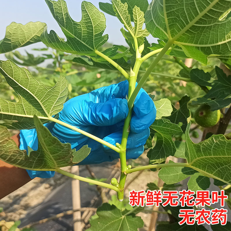 新鲜无花果叶子药用zhi疮熏洗现摘现发树叶保鲜产后坐浴包邮-图0