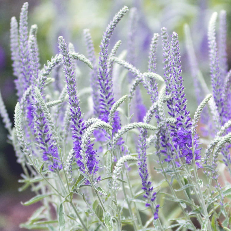 银叶穗花婆婆纳Veronica incana Silbersee 庭院阳台观叶观花植物 - 图0