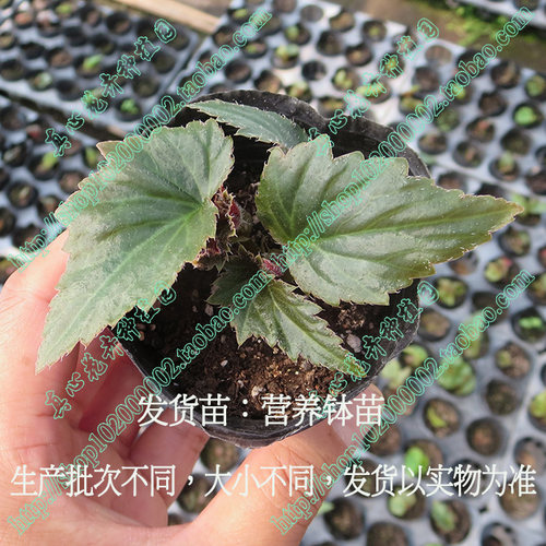 真心花卉 多年生阳台庭院进口盆栽【玻利维亚】球根海棠多色可选 - 图0