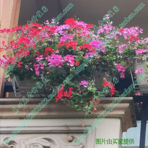 真心花卉/垂吊天竺葵苗 龙卷风系列 多色可选 洋红色/营养钵苗 - 图1