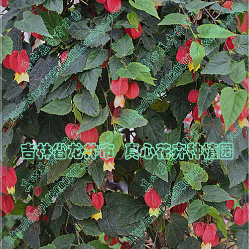 真心花卉 风铃扶桑纹瓣悬玲花【蔓性风铃花】木本灯笼花 营养钵苗 - 图2