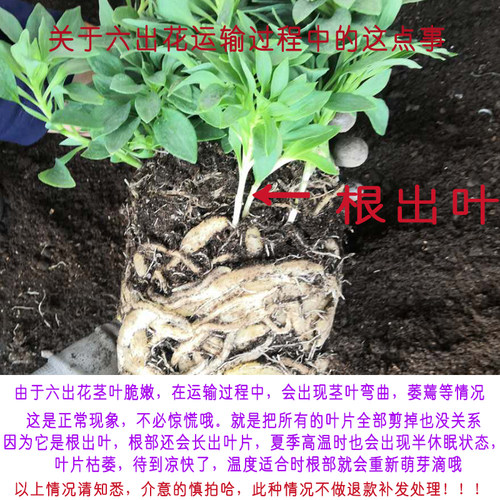 真心花卉 进口品种 盆栽 多年生【六出花】秘鲁百合 水仙百合 苗 - 图0