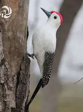 仿真羽毛啄木鸟摆件橱窗模型