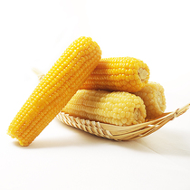 Heilongjiang 2023 Fresh sticky glutinous corn vacuum packaged sticky and sweet corn yellow 9 roots