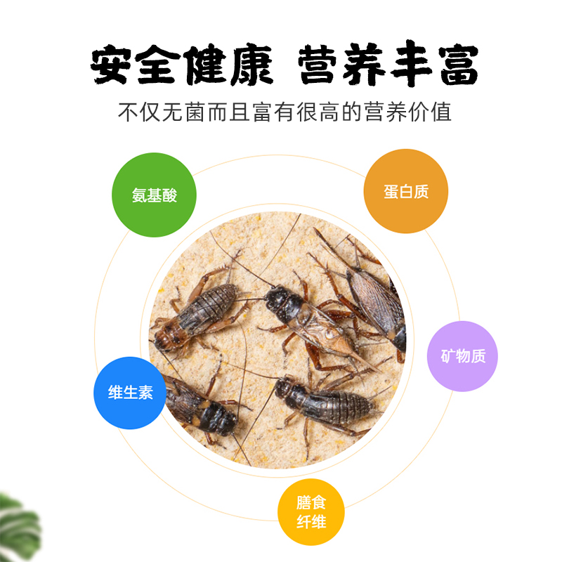 油葫芦蟋蟀活体饲料口粮油葫芦蜥蜴爬宠守宫角蛙蜘蛛龙鱼鸟食针头 - 图1