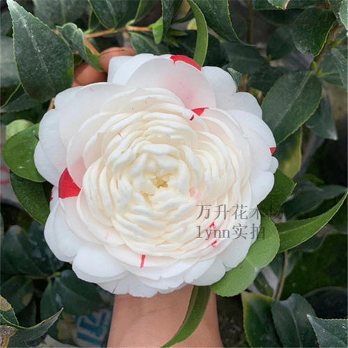 赤系抓破美人脸 特白白五 赤丹变异芽变茶花 挂线嫦娥彩 - 图2