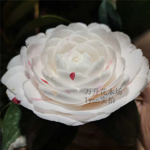 赤系抓破美人脸 特白白五 赤丹变异芽变茶花 挂线嫦娥彩 - 图3