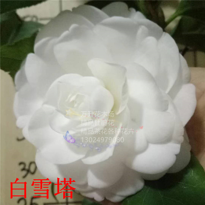 白雪塔茶花纯白色茶花香奈儿款花色经典白色茶花秀雅白齿轮茶花-图3