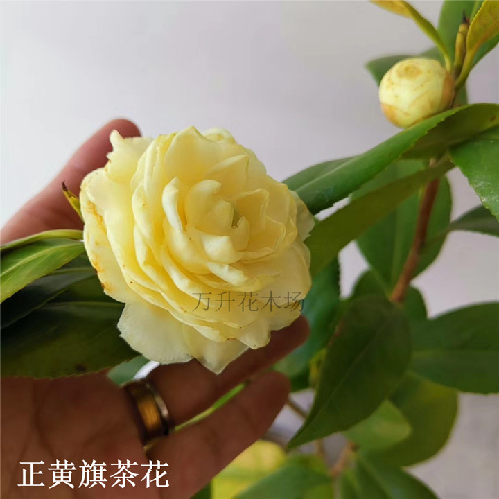 正黄旗茶花 纯黄色花系 正品 精品盆栽茶花 可一物一拍 - 图1