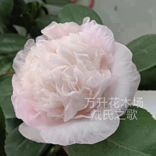 戴氏之歌 戴氏之歌茶花 稀有名贵品种 美国进口盆栽绿植花卉 - 图0