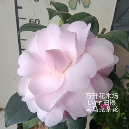 乌马克 云杂粉色茶花大花高档名贵山茶花美人艳 - 图2