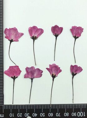 樱花花材压花干花香薰