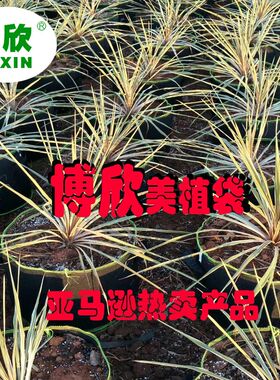 亚马逊热销加厚毛毡种植袋蓝莓土