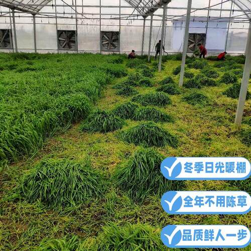 2026全新多叶南提烘干提摩西草兔子龙猫荷兰猪干草毛重2斤包邮 - 图2