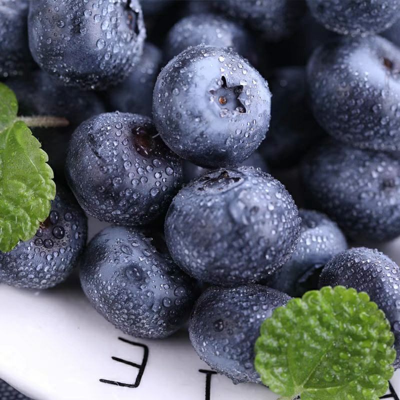 卖草莓的小强丹东蓝莓鲜果大果新鲜500g整箱现摘现发当季水果顺丰包邮辽宁省3