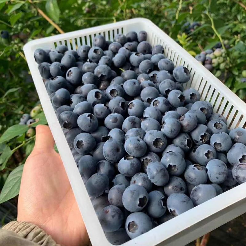 卖草莓的小强丹东蓝莓鲜果大果新鲜500g整箱现摘现发当季水果顺丰包邮辽宁省2