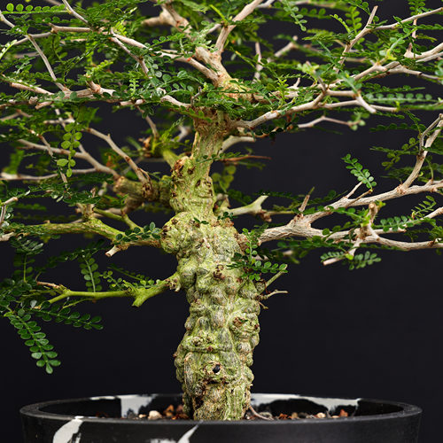 【朴原】象足漆树 Operculicarya pachypus 潮流块根多肉植物盆栽 - 图1