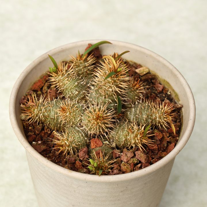 【独家】超级念珠大戟Euphorbia parvimedusae hybrid潮流块根-图2