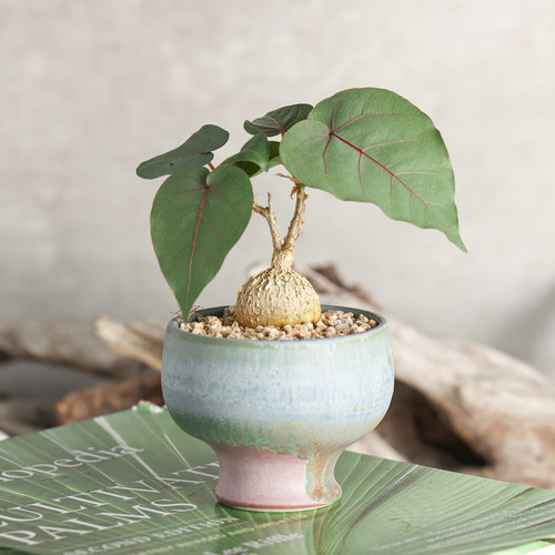 【朴原】红脉榕 Ficus petiolaris 桌面素雅潮流块根好养多肉绿植 - 图0