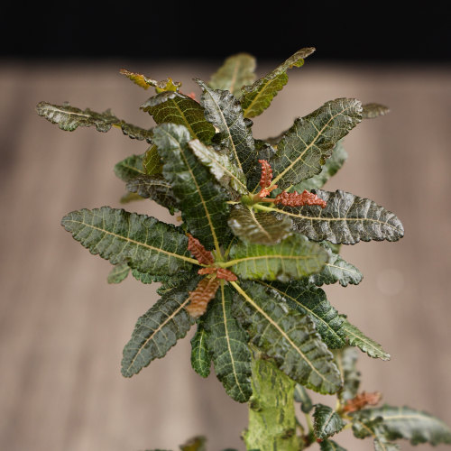 【朴原】娜娜乳香Boswellia nana盆景乳香芳香块根植物盆栽绿植 - 图3