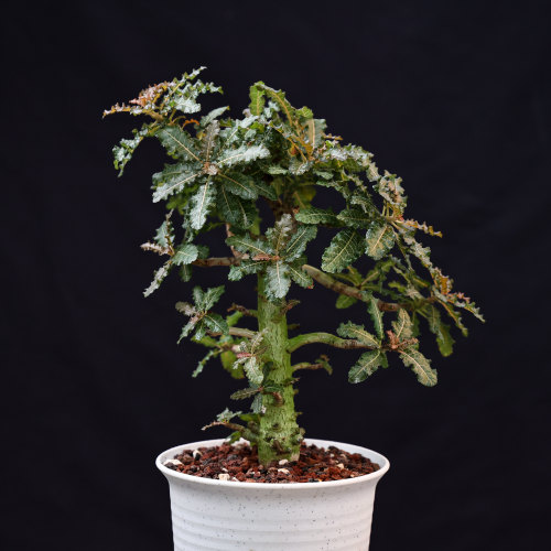 【朴原】娜娜乳香Boswellia nana盆景乳香芳香块根植物盆栽绿植 - 图0