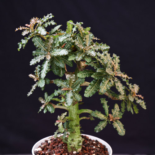 【朴原】娜娜乳香Boswellia nana盆景乳香芳香块根植物盆栽绿植 - 图1