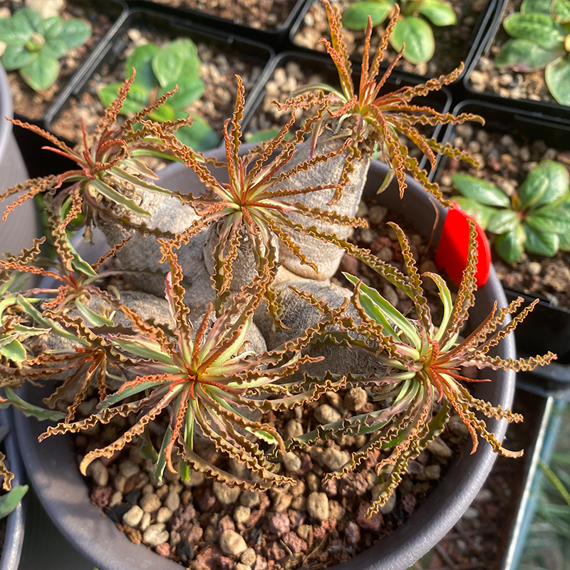 波涛大戟 Euphorbia crispa - 图0